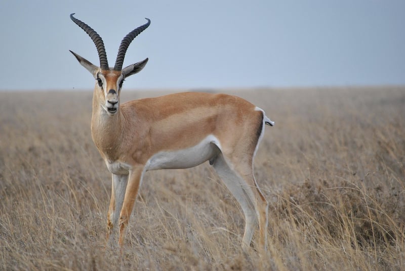 Serengeti National Park